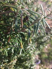 Chrysolina americana