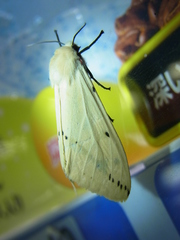 Spilarctia seriatopunctata