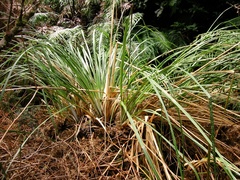 Austroderia fulvida