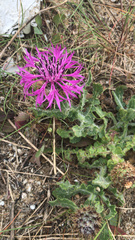 Centaurea polyacantha