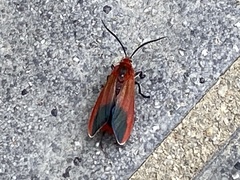 Phauda flammans