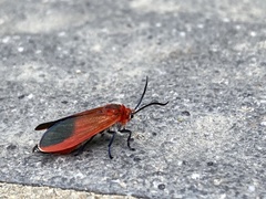 Phauda flammans