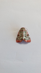 Chytonix griseorufa
