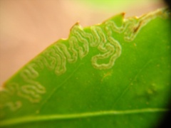 Eumetriochroa panacivermiforma