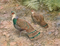 Bornean Peacock-Pheasant photo 2