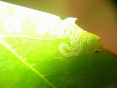 Eumetriochroa panacivermiforma