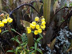 Calceolaria microbefaria