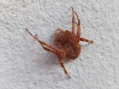 Araneus diadematus