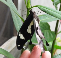 Papilio hesperus hesperus