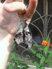 Papilio hesperus hesperus