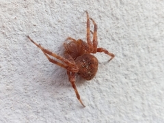 Araneus diadematus