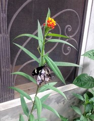 Papilio hesperus hesperus