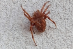 Araneus diadematus