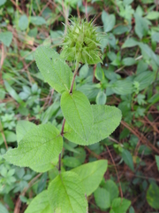 Lepechinia caulescens