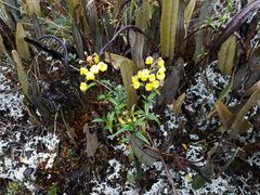 Calceolaria microbefaria