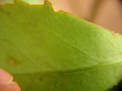 Eumetriochroa panacivermiforma