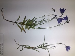 Campanula parryi