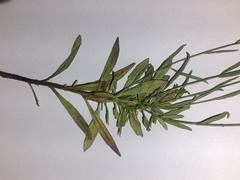 Campanula parryi