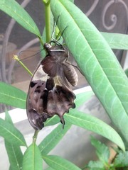 Papilio hesperus hesperus