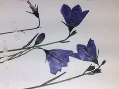 Campanula parryi