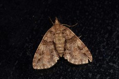 Polyclysta hypogrammata