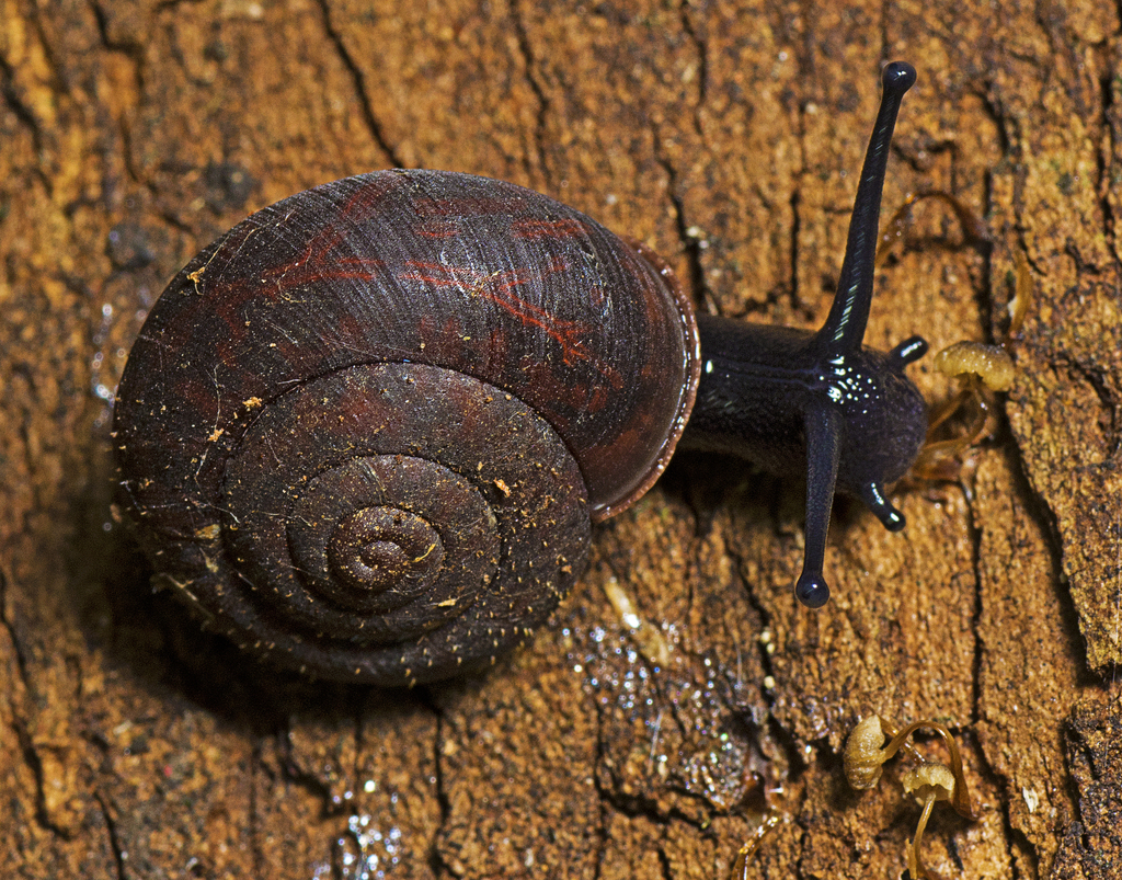 Challenger's Bristle Snail