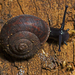 Challenger's Bristle Snail - Photo (c) tjeales, some rights reserved (CC BY-SA), uploaded by tjeales