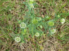 Acicarpha tribuloides