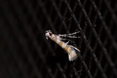 Acrocercops hedymopa