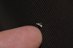 Acrocercops hedymopa