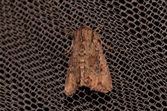 Dasygaster nephelistis