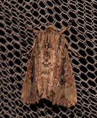 Dasygaster nephelistis