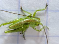 Tettigonia viridissima