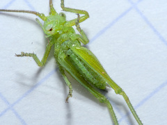 Tettigonia viridissima