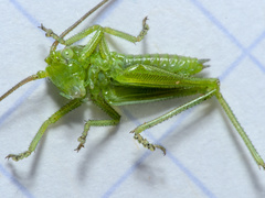 Tettigonia viridissima