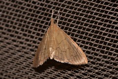 Hyalobathra crenulata