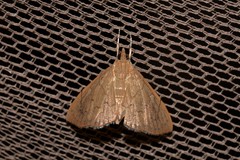 Hyalobathra crenulata