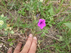 Petunia integrifolia
