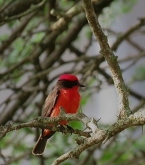 Pyrocephalus rubinus