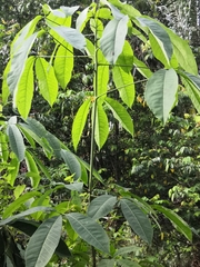 Hevea brasiliensis