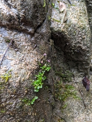 Utricularia striatula
