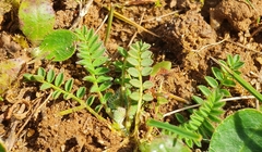 Ornithopus perpusillus