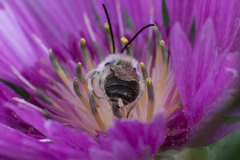 Centaurea pullata