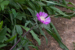 Centaurea pullata
