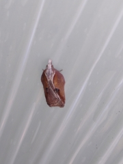 Acleris cristana