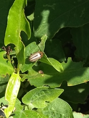 Disonycha bicarinata