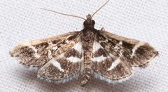 Diasemiodes janassialis