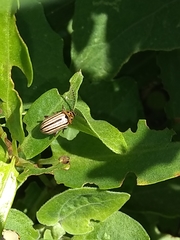 Disonycha bicarinata