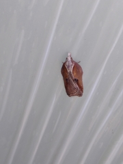 Acleris cristana