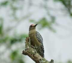 Melanerpes rubricapillus